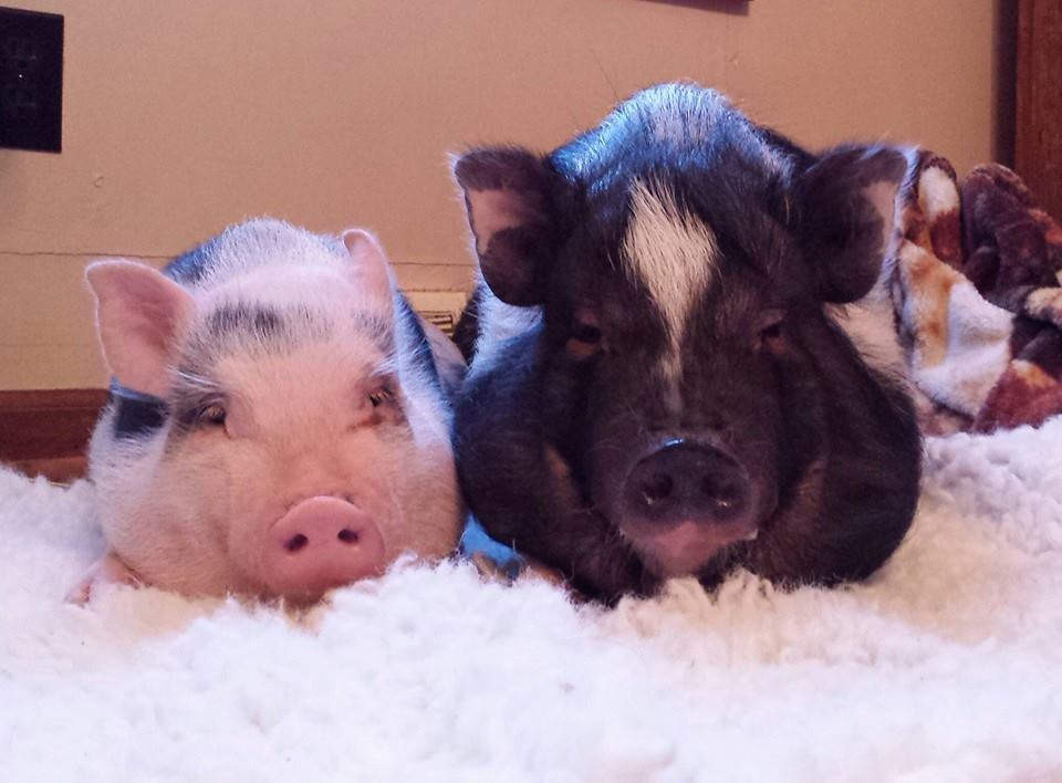 Почему 2 свинки. Милые свиньи. Две свиньи. Поросята парочка. Милые поросята.