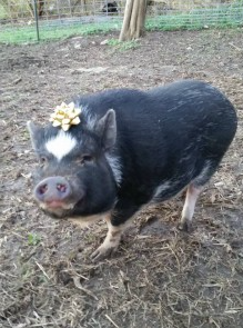 potbelly pig