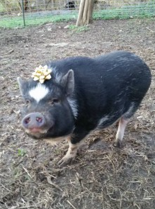 1 year old store pot belly pig