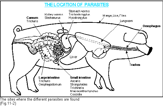 Pig Parasites
