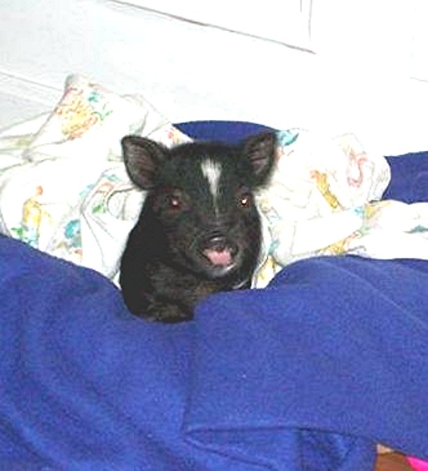 pet piglet