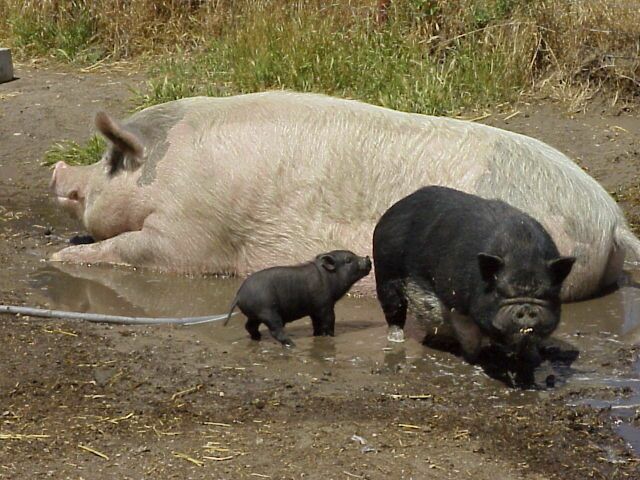 1 year old pot belly pig